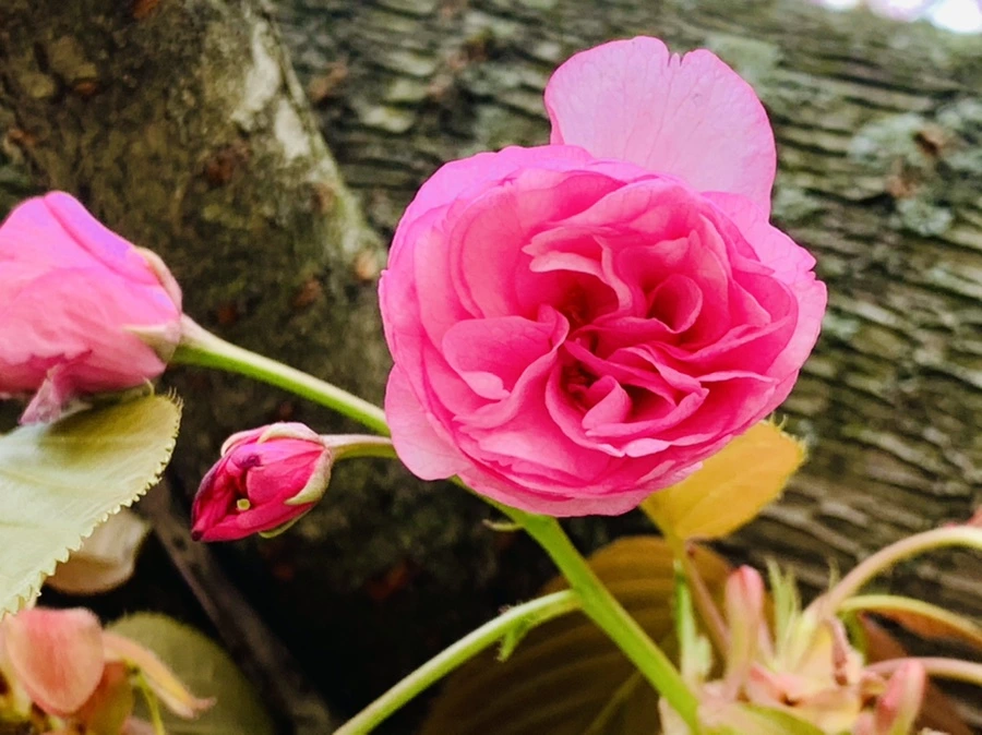 IMG_4386.jpg?type=w966