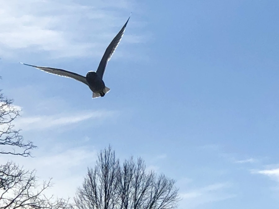 IMG_6689.jpg?type=w966