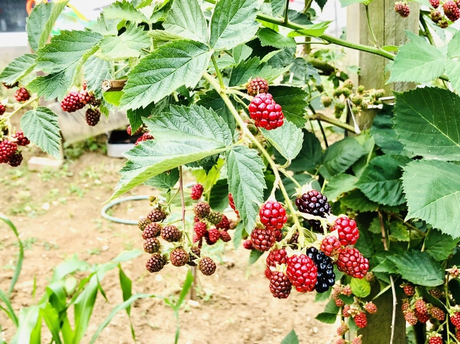 IMG_1676.jpg?type=w966