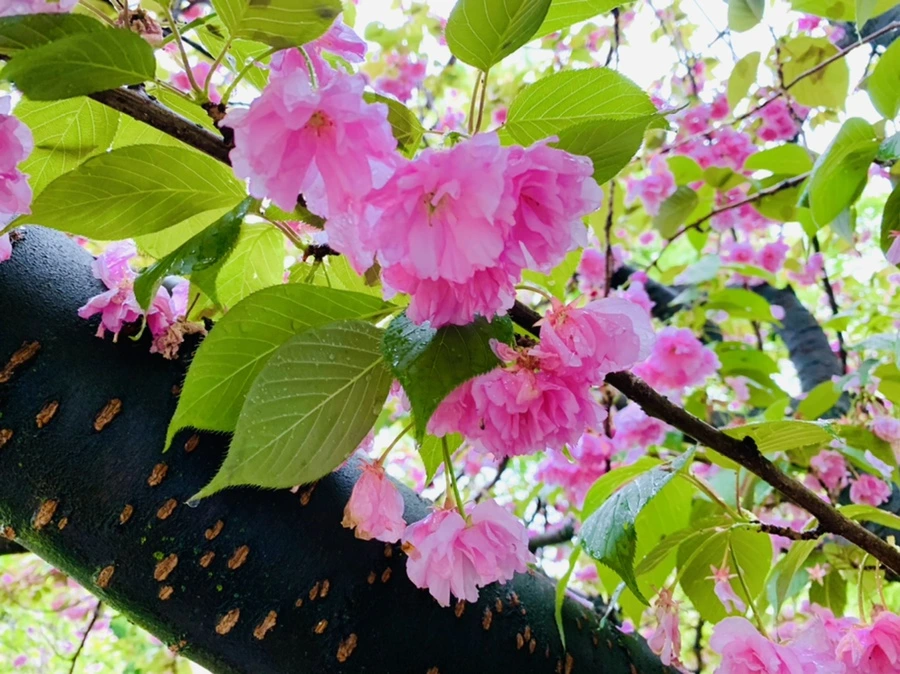 IMG_9267.jpg?type=w966