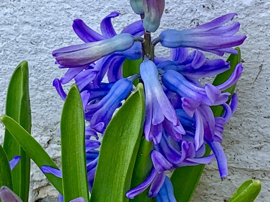 IMG_3278.jpg?type=w966