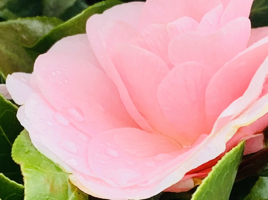 IMG_6314.jpg?type=w966