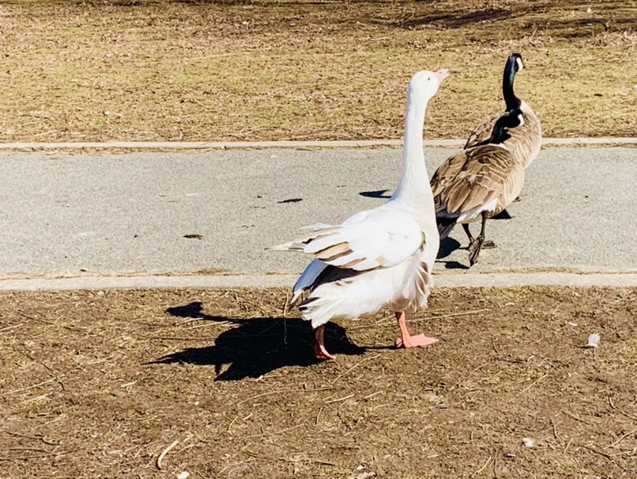 IMG_6933.jpg?type=w966