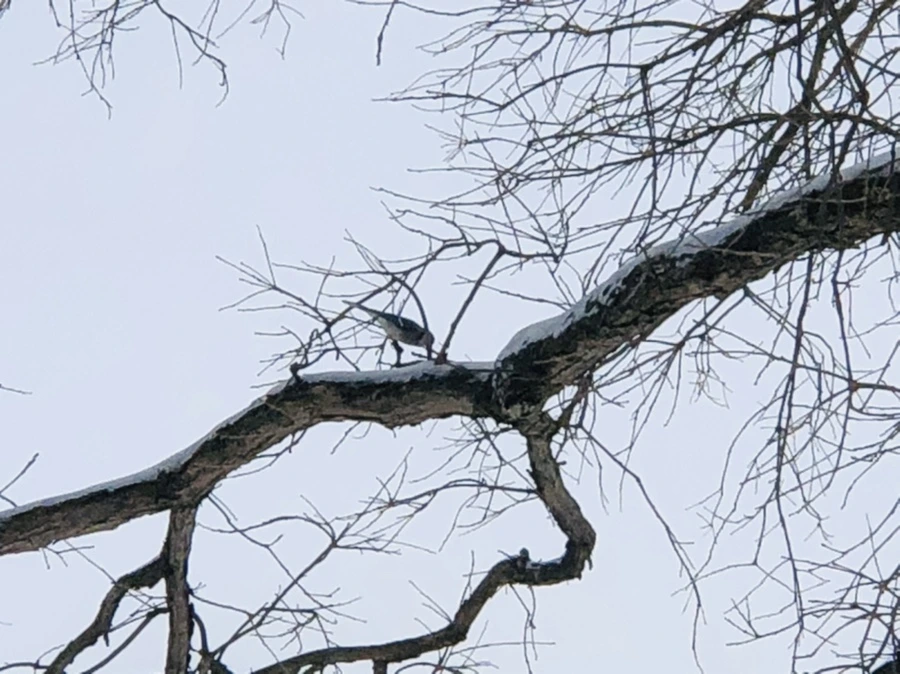 IMG_9464.jpg?type=w966