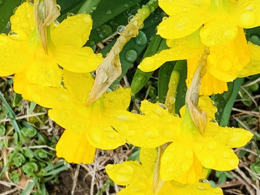 IMG_3733.jpg?type=w966