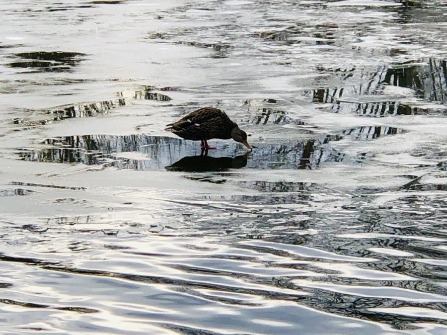 7ROeU_8lVspZITpfsiG3O0LuYH8