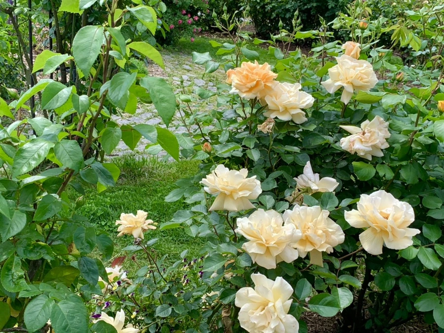 IMG_5803.jpg?type=w966