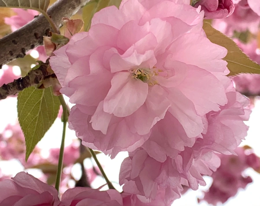 IMG_5486.jpg?type=w966