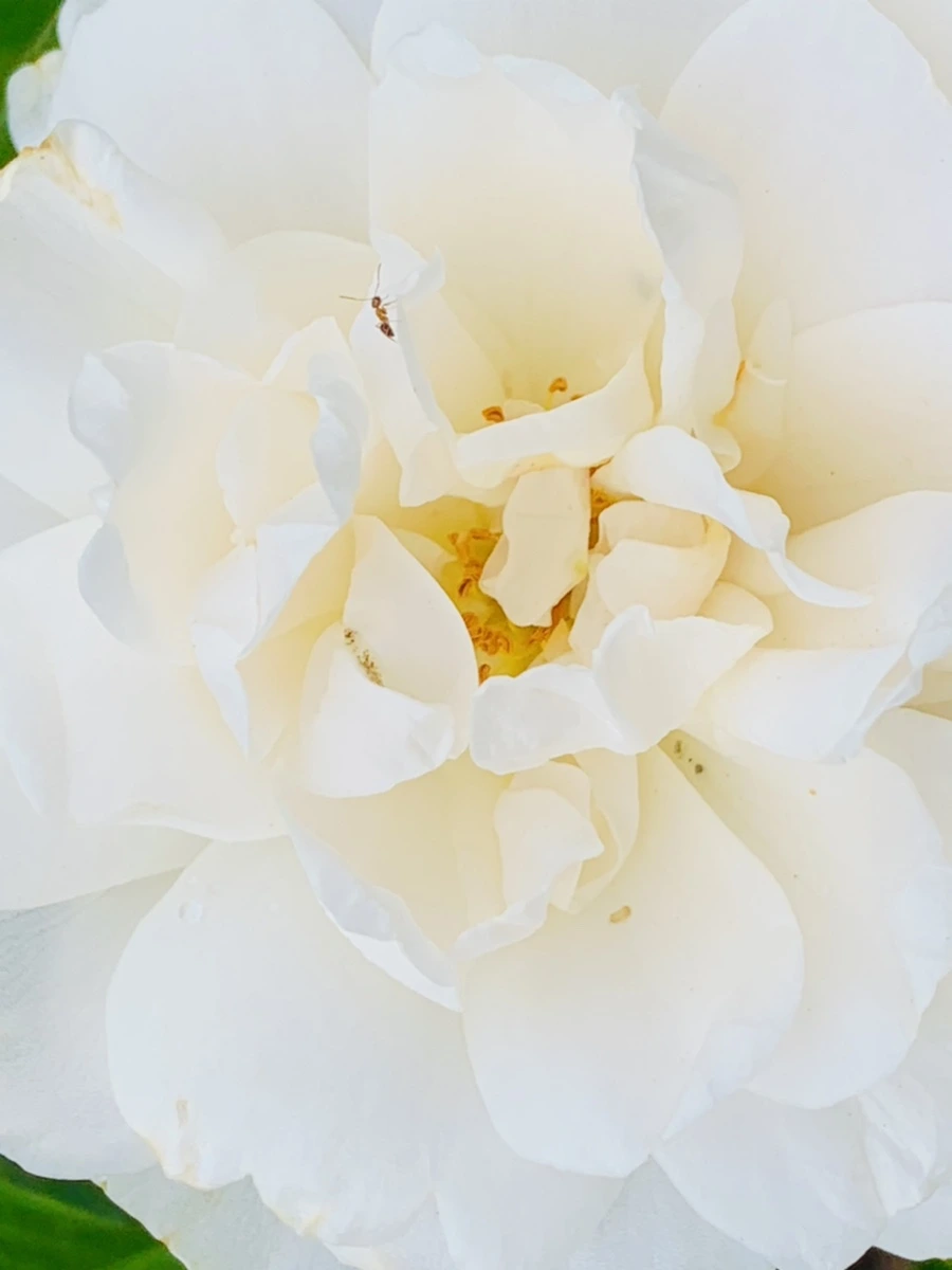 IMG_2691.jpg?type=w966