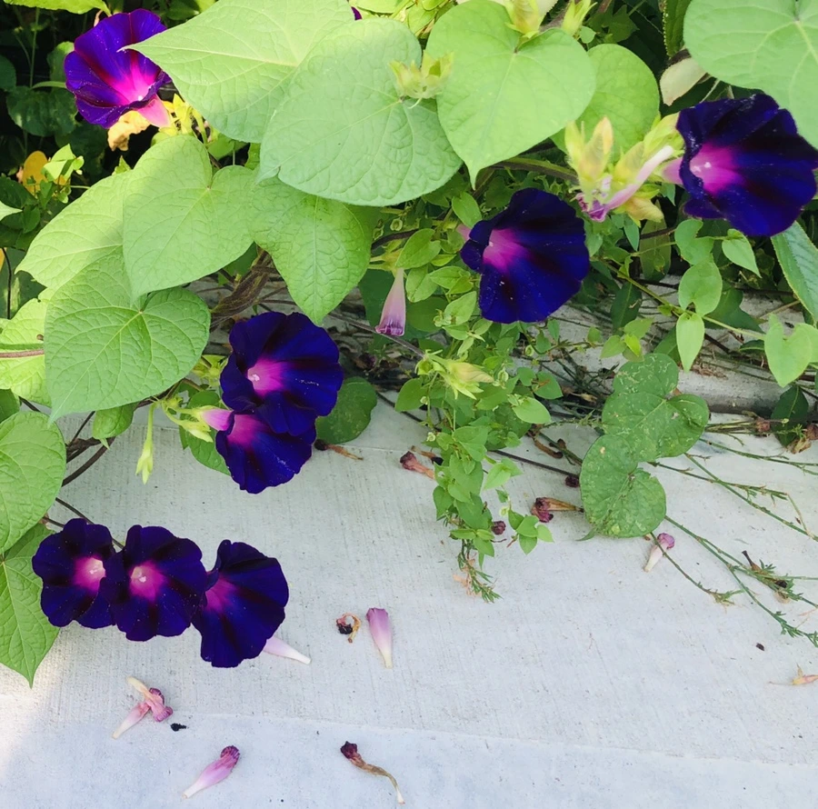 IMG_4553.jpg?type=w966