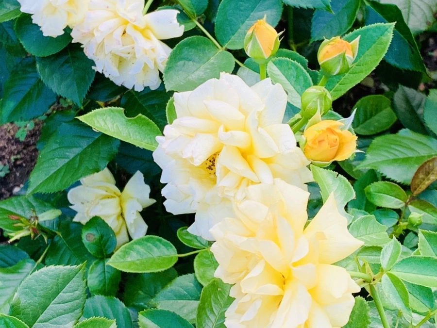 IMG_2942.jpg?type=w966