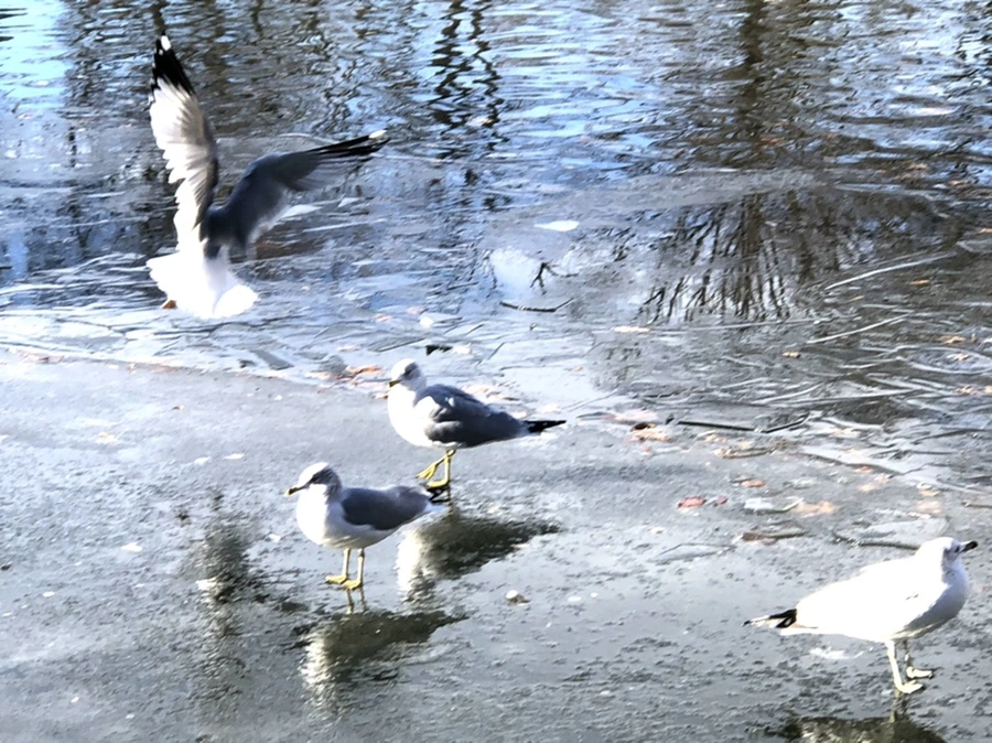 IMG_1794.jpg?type=w966