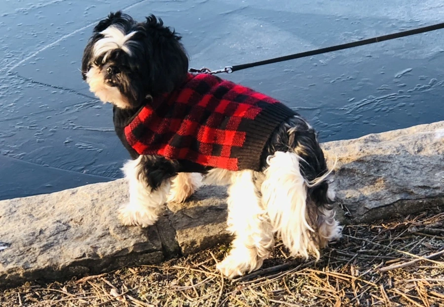 IMG_2276.jpg?type=w966