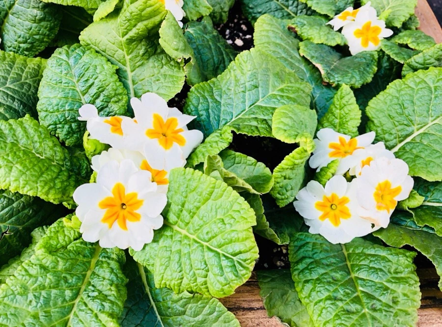 IMG_4294.jpg?type=w966