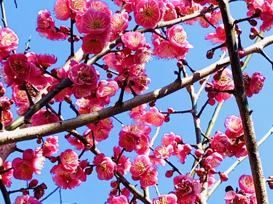 IMG_3031.jpg?type=w966