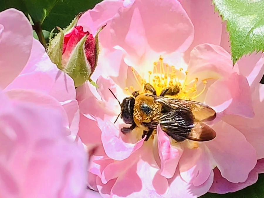 IMG_6767.jpg?type=w966