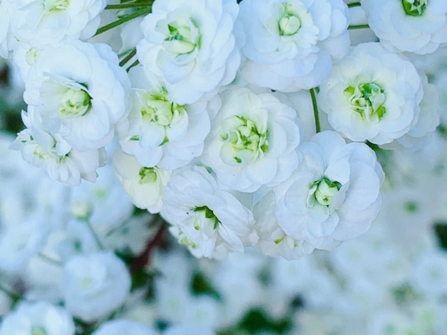 IMG_3292.jpg?type=w966