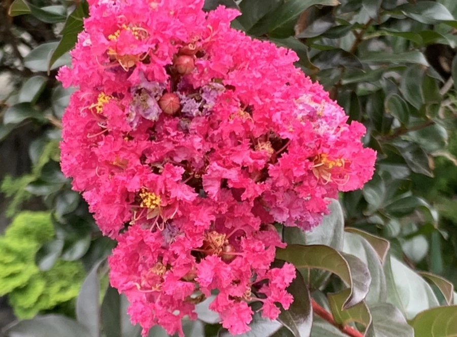 IMG_6037.jpg?type=w966