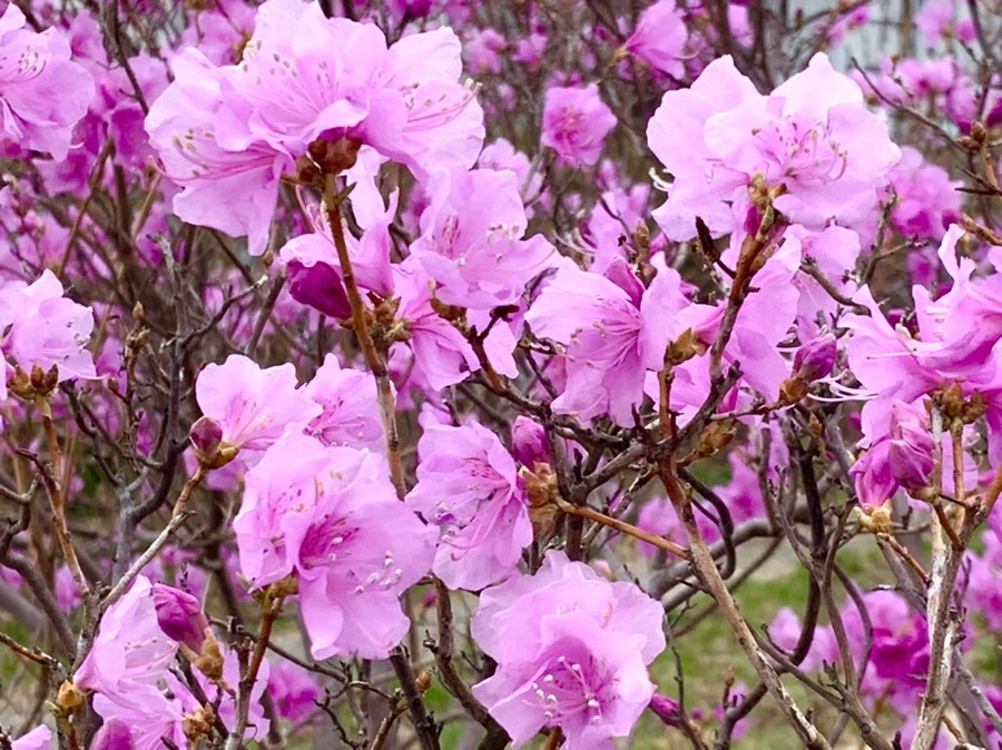 IMG_5996.jpg?type=w966