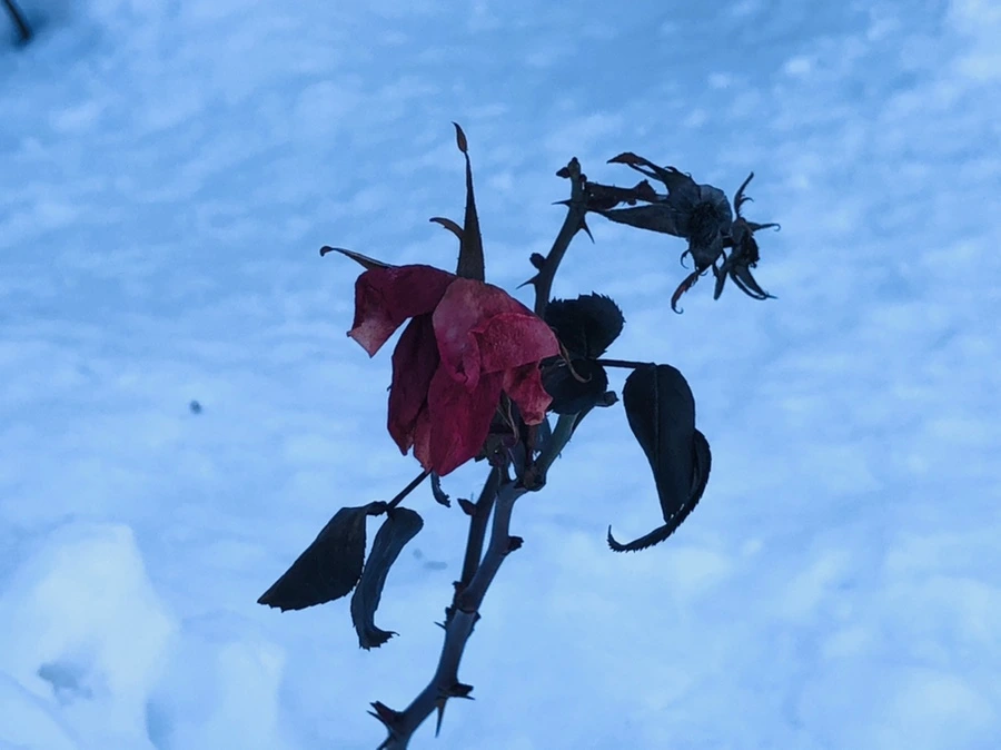 IMG_1369.jpg?type=w966