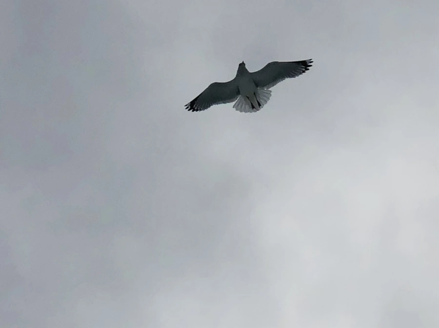 IMG_2484.jpg?type=w966