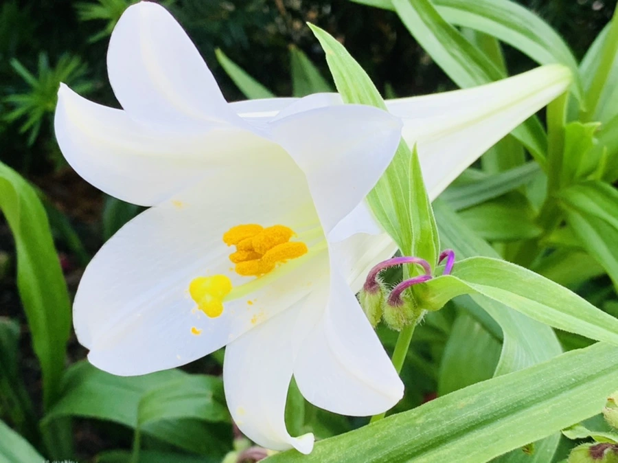 IMG_8297.jpg?type=w966