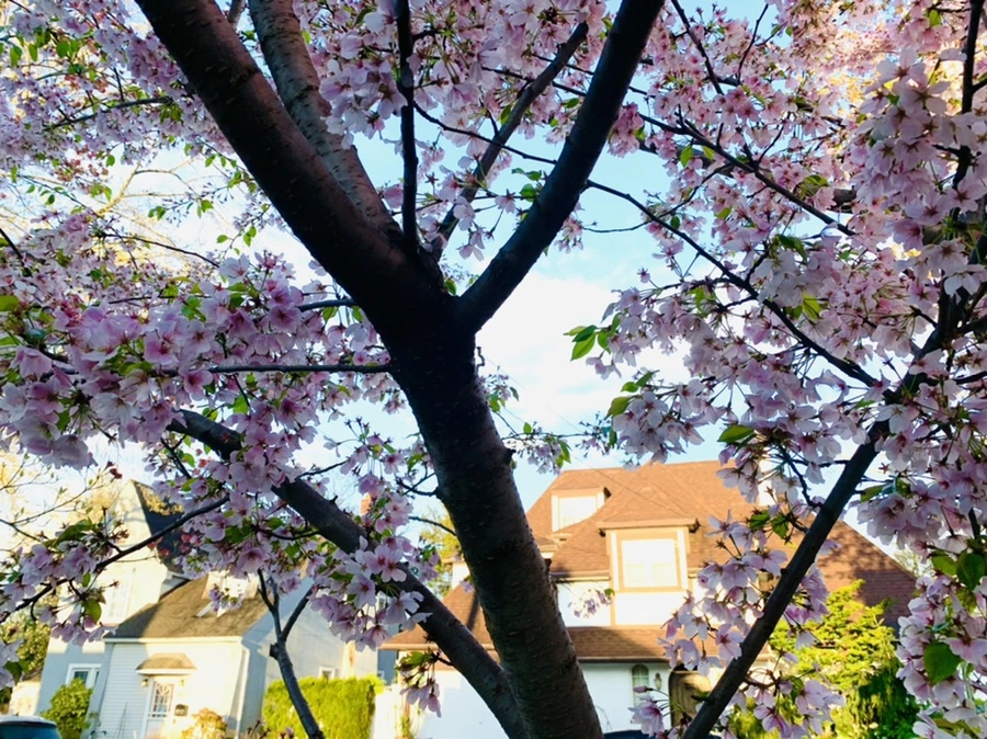 IMG_2438.jpg?type=w966