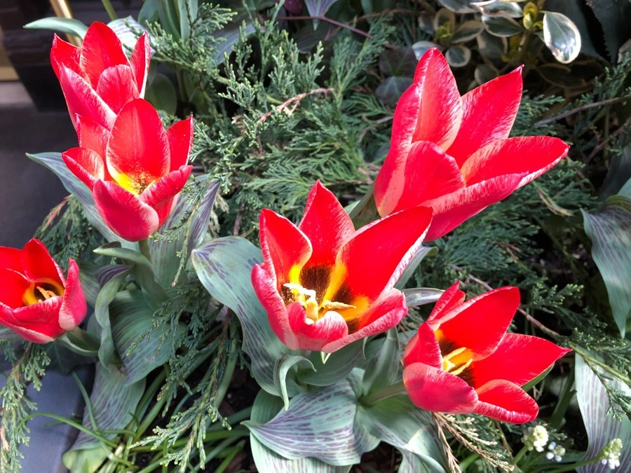 IMG_4249.jpg?type=w966