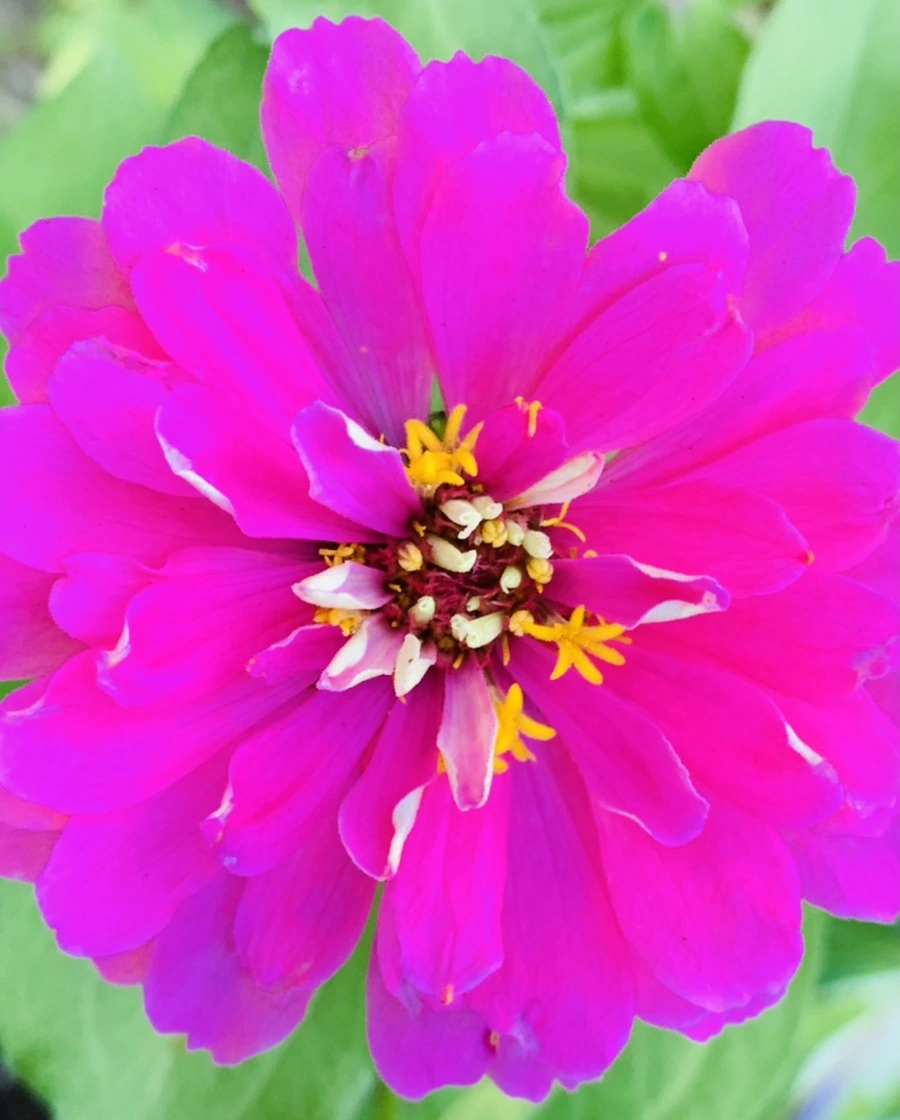 IMG_8278.jpg?type=w966