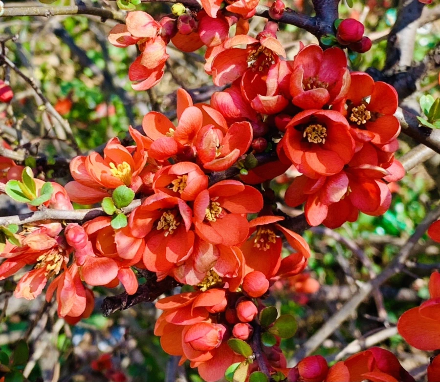 IMG_8522.jpg?type=w966