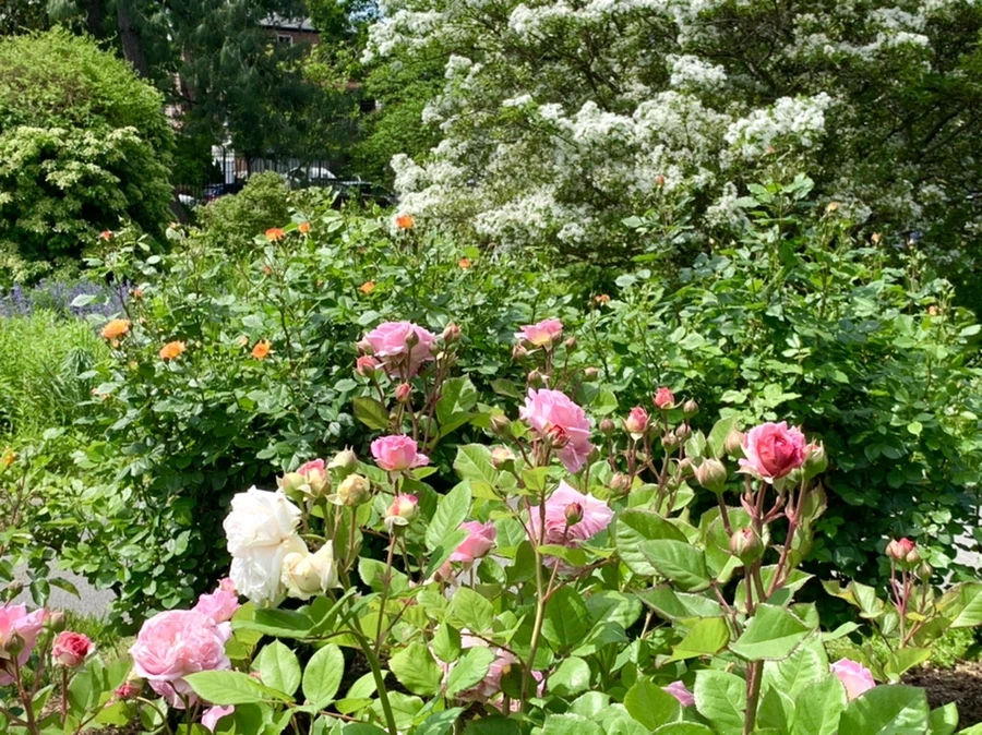 IMG_5809.jpg?type=w966