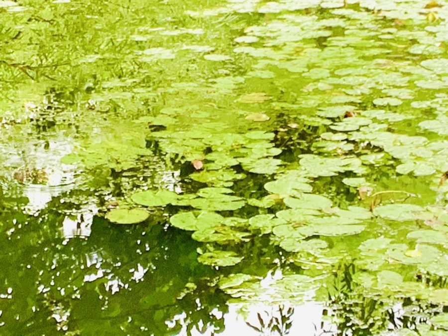 IMG_4689.jpg?type=w966