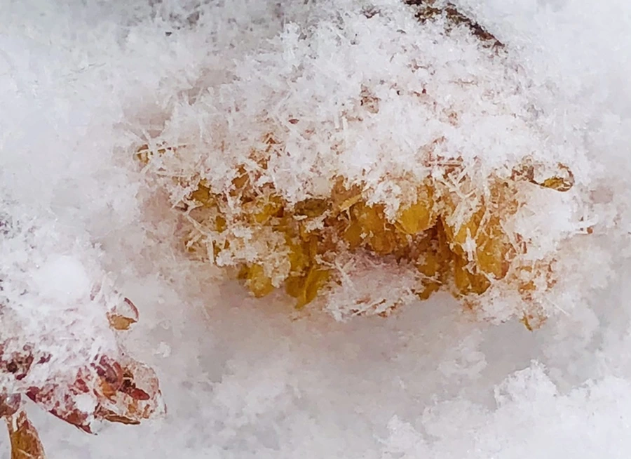 IMG_3446.jpg?type=w966