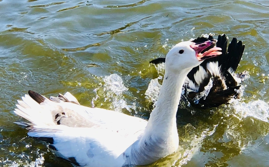 IMG_5398.jpg?type=w966