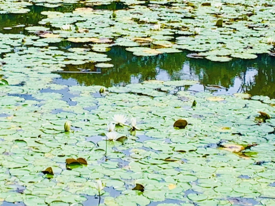 IMG_9334.jpg?type=w966