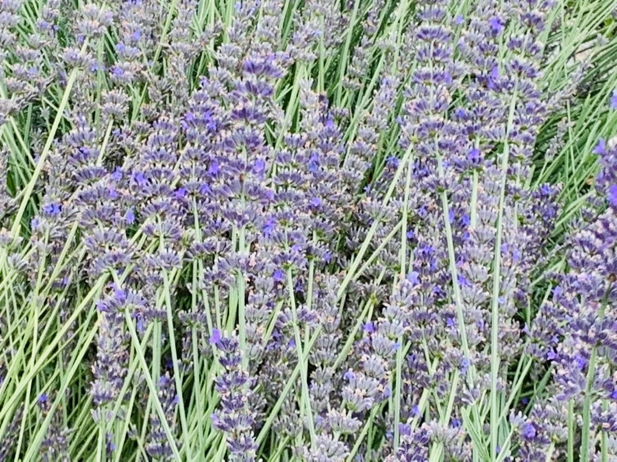 IMG_9495.jpg?type=w966