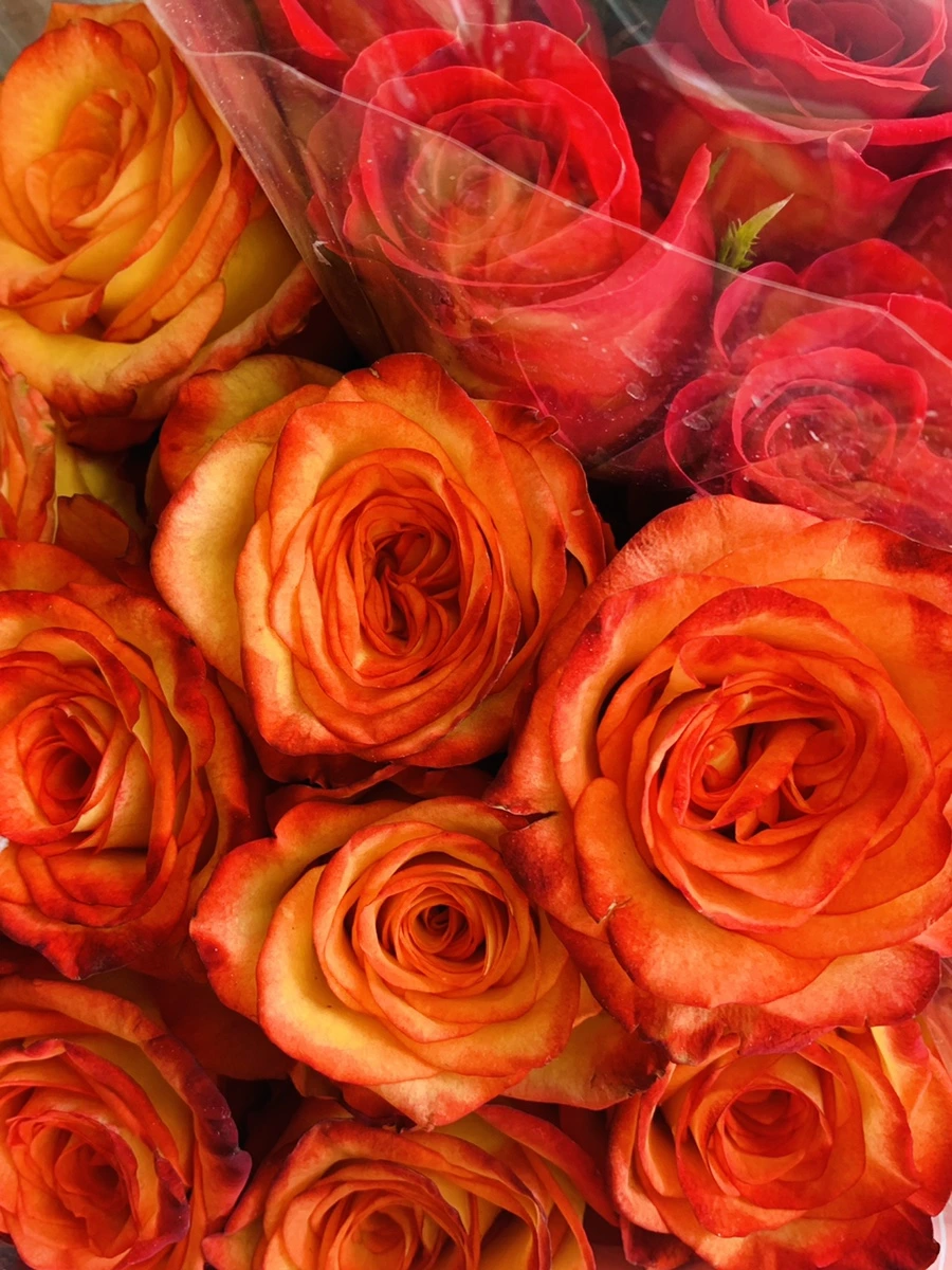 IMG_2199.jpg?type=w966