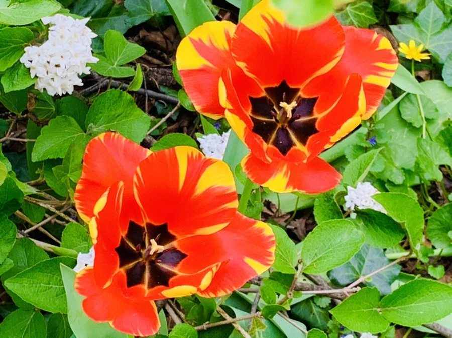 IMG_6889.jpg?type=w966