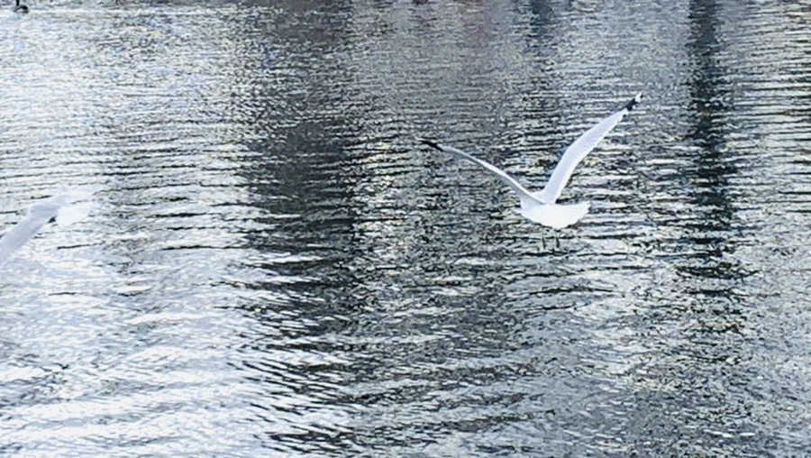 IMG_7435.jpg?type=w966