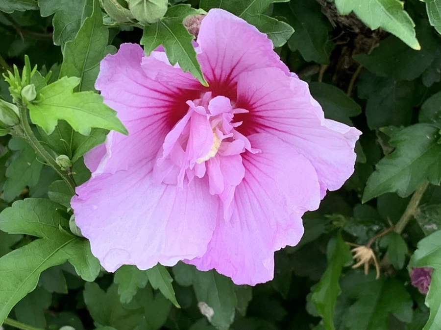 IMG_9104.jpg?type=w966