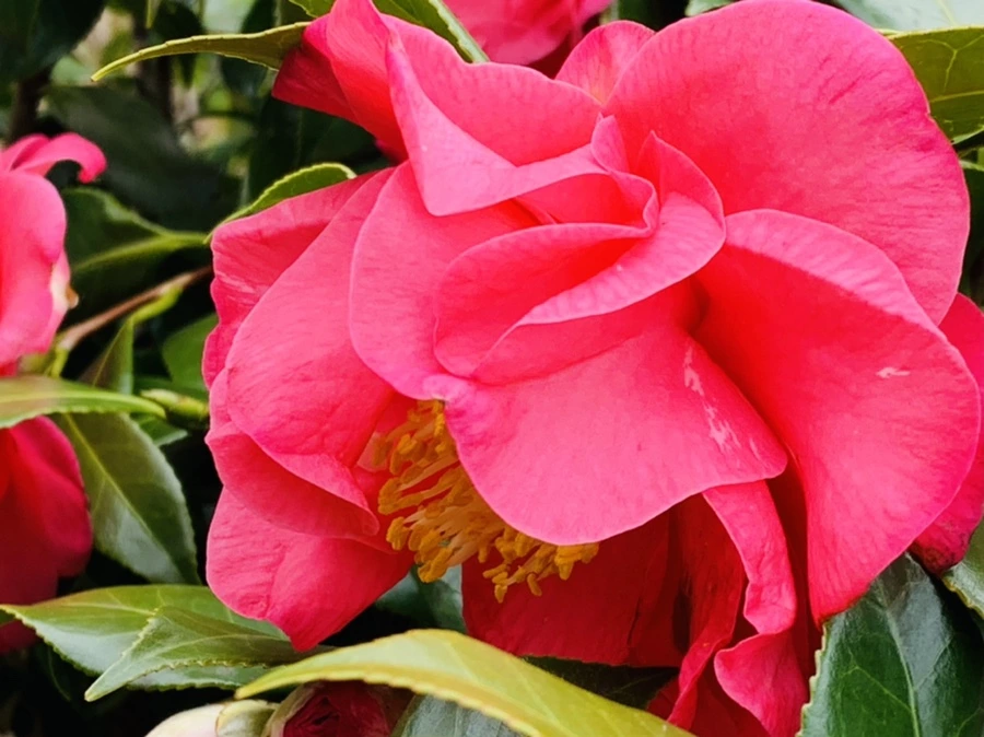 IMG_6653.jpg?type=w966