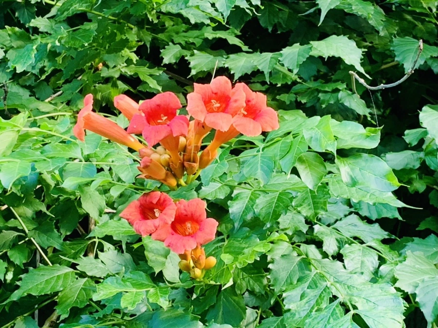 IMG_0914.jpg?type=w966