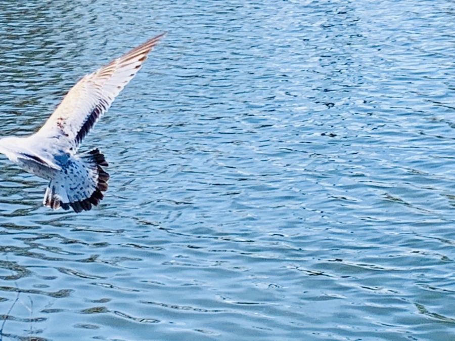 IMG_9338.jpg?type=w966