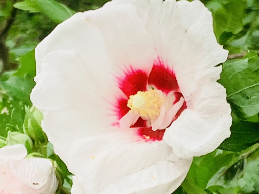 IMG_8783.jpg?type=w966