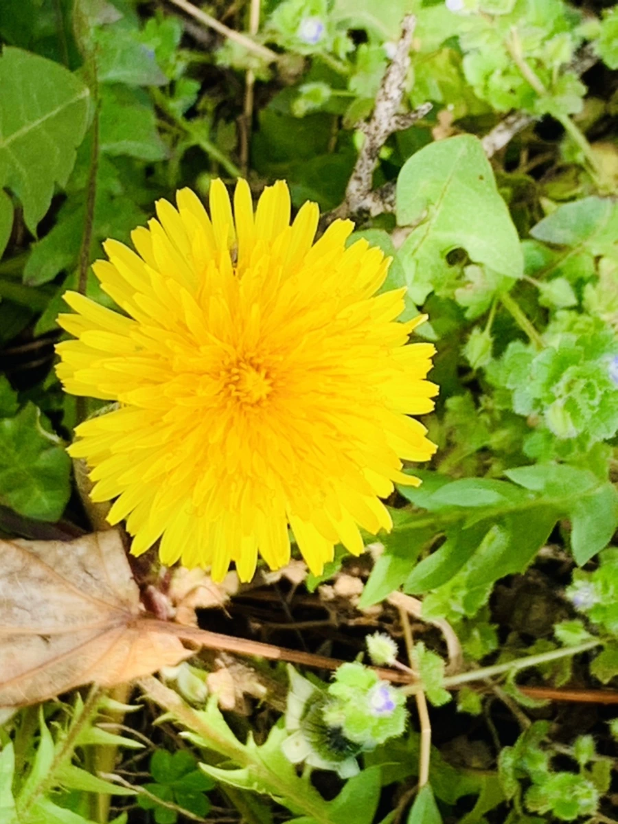 IMG_4525.jpg?type=w966