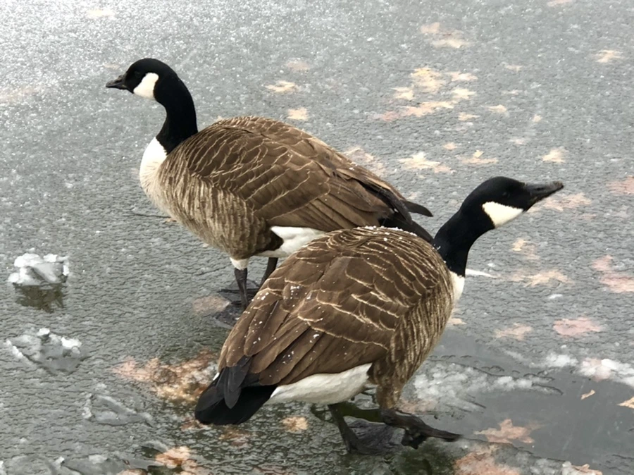 IMG_6027.jpg?type=w966