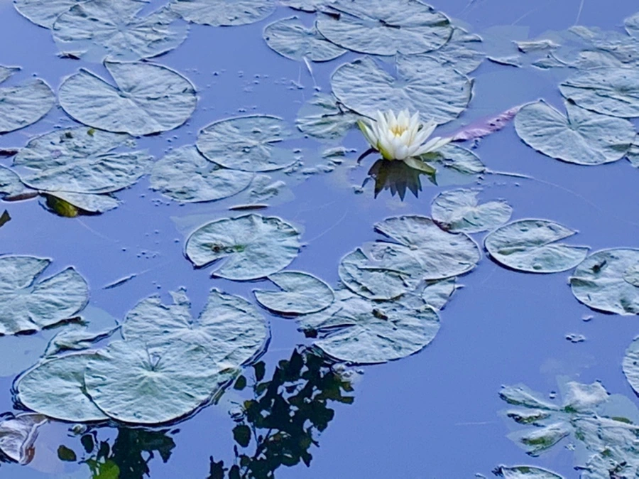 IMG_1886.jpg?type=w966