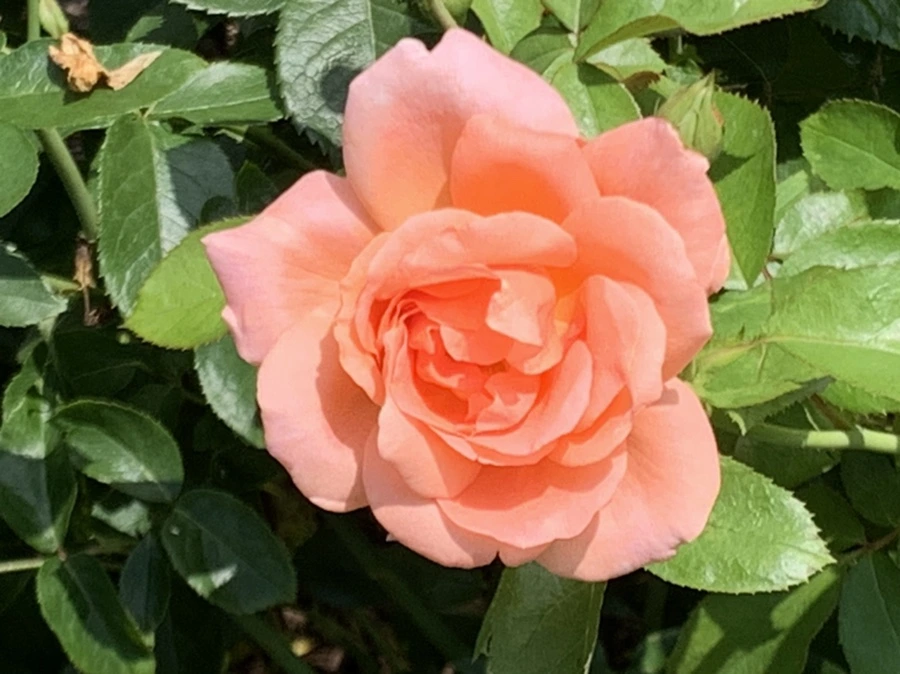 IMG_5454.jpg?type=w966