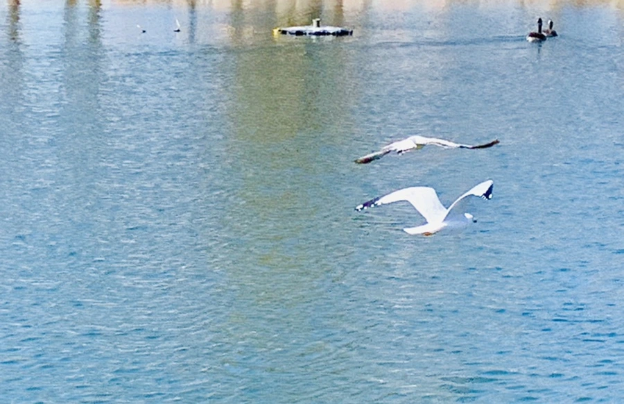 IMG_9365.jpg?type=w966