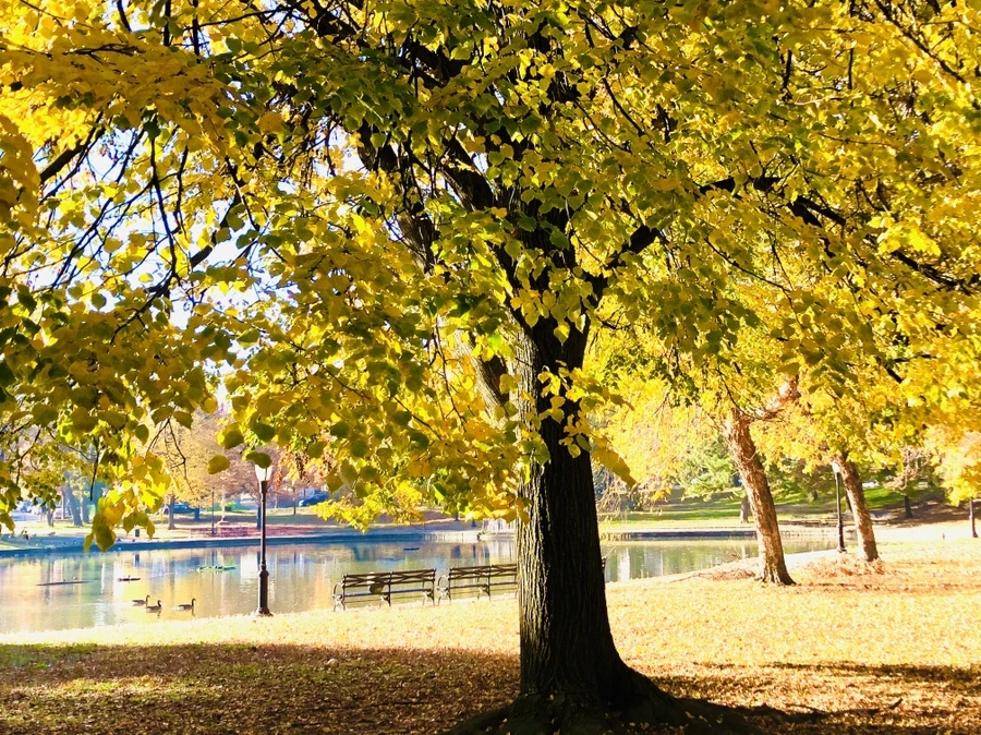 IMG_4113.jpg?type=w966